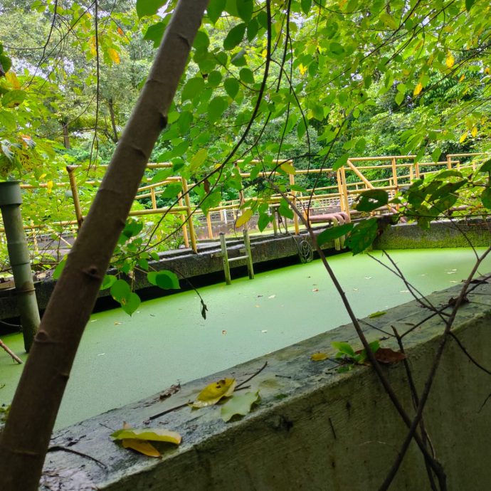 柔:【特稿】: 中低价组屋问题一箩筐 苏海山:应交地方政府管理