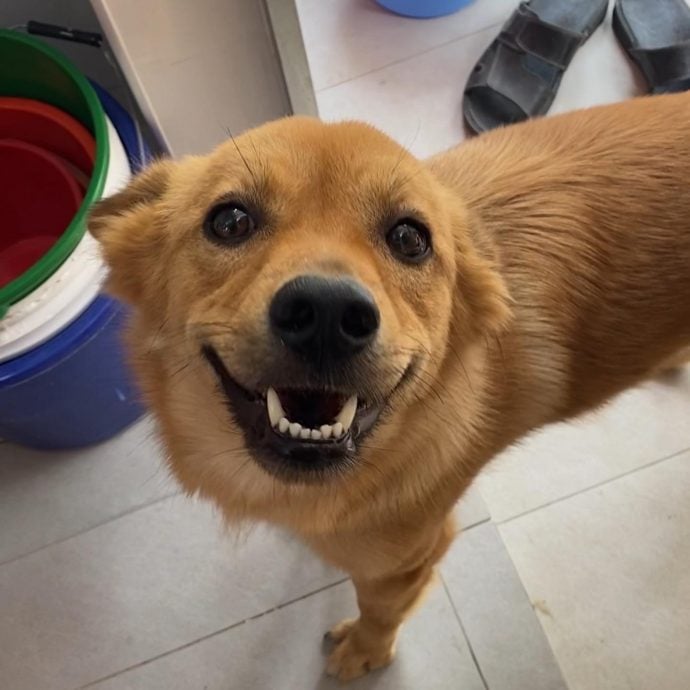 柔:宠物萌萌哒(见报日9/3):陈洧淇对流浪犬一眼万年 给了“Murphy”一个温暖的家