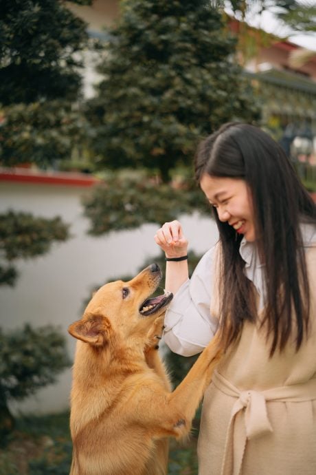 柔:宠物萌萌哒(见报日9/3):陈洧淇对流浪犬一眼万年 给了“Murphy”一个温暖的家