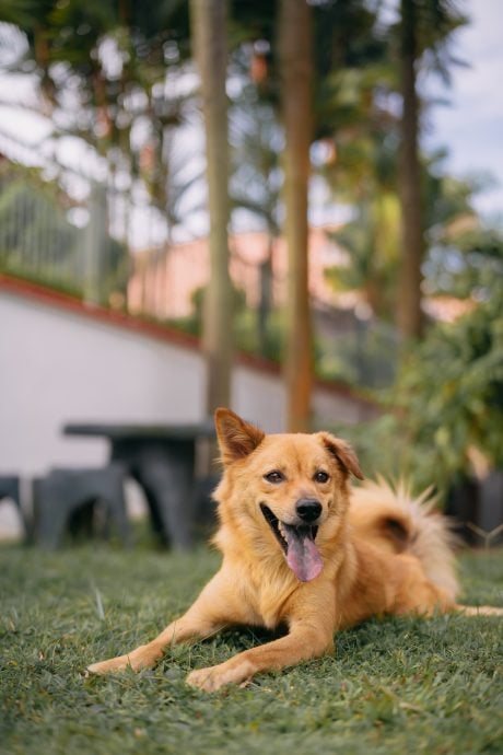 柔:宠物萌萌哒(见报日9/3):陈洧淇对流浪犬一眼万年 给了“Murphy”一个温暖的家