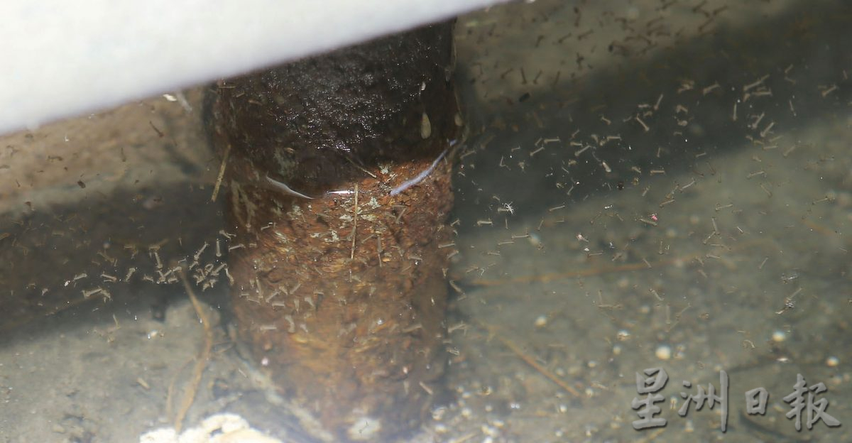 每周增逾200宗 约2个月已破千 近打蚊症恶化怡重灾区 