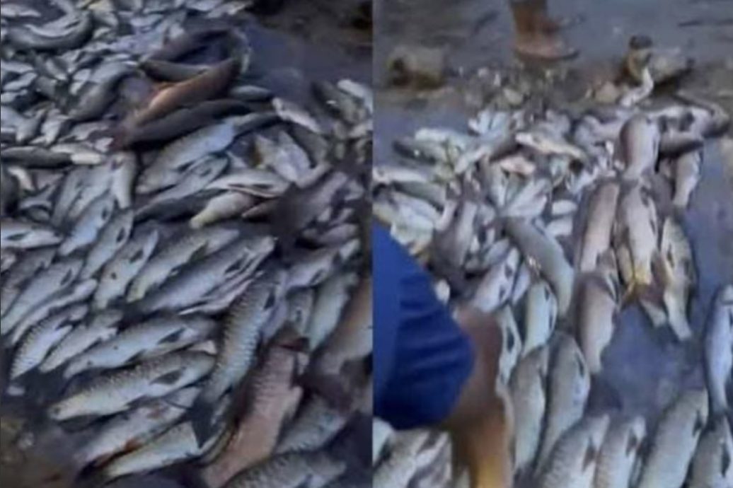 渔业局:保护区大量鱼只死亡 调查收集犯案证据