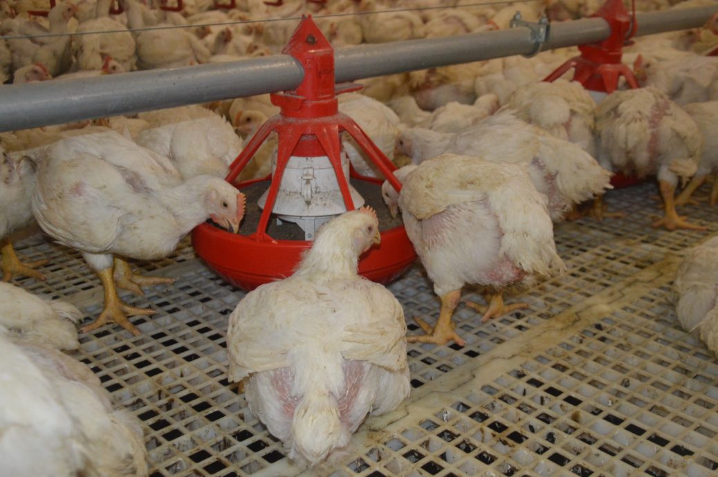 热天没食欲影响成长 斋戒月肉鸡供应仍足