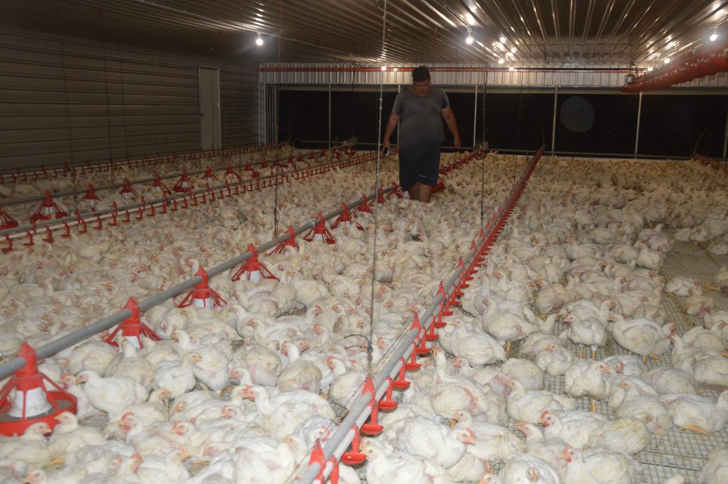 热天没食欲影响成长 斋戒月肉鸡供应仍足