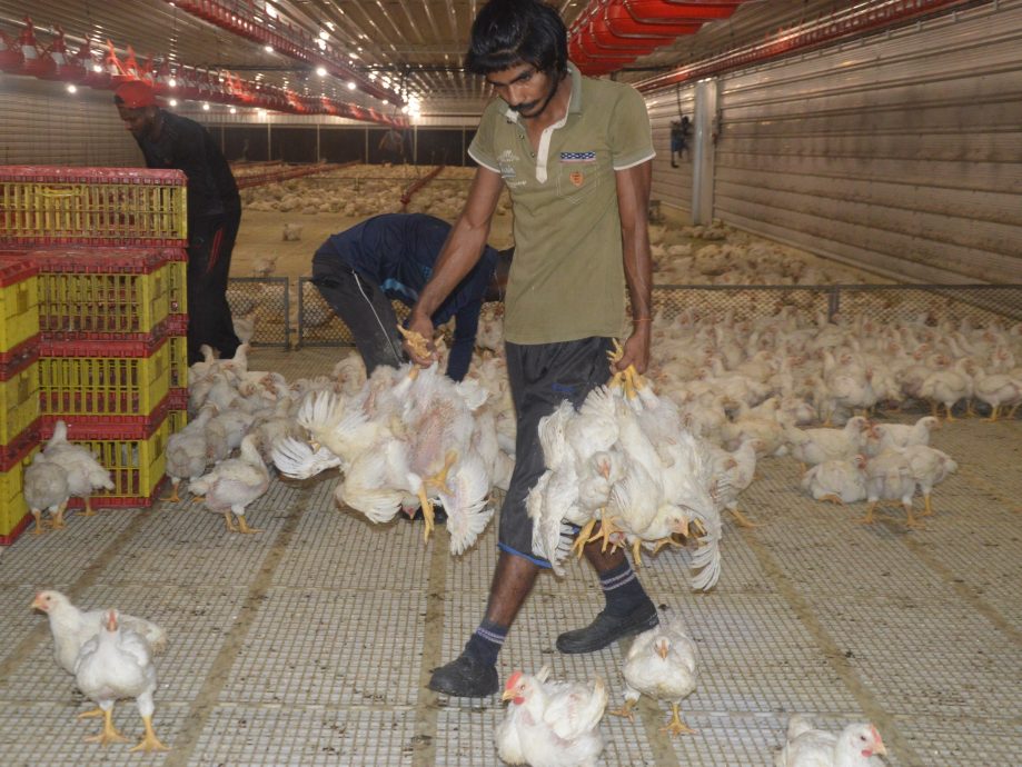 热天没食欲影响成长 斋戒月肉鸡供应仍足