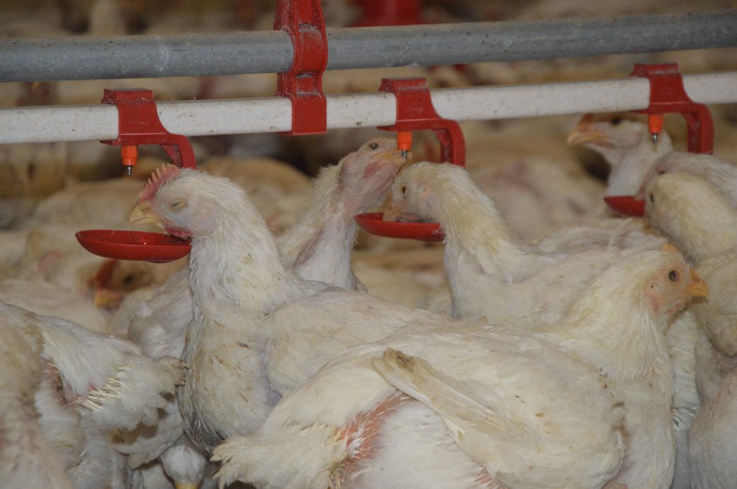 热天没食欲影响成长 斋戒月肉鸡供应仍足