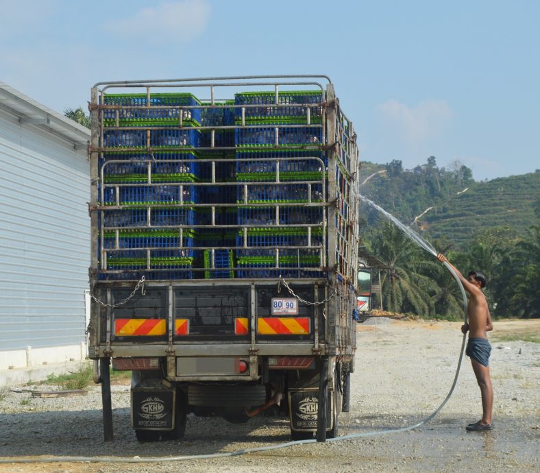 热天没食欲影响成长 斋戒月肉鸡供应仍足