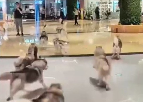 狗咖啡馆哈士奇集体“越狱”　商场内狂奔全被捉回