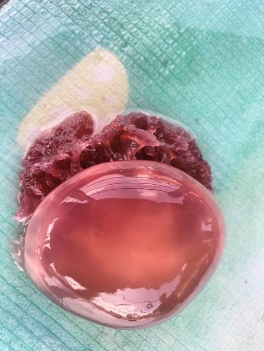 瓜拉班尤海滩出现大批水母搁浅 沙渔业局促民众勿触摸