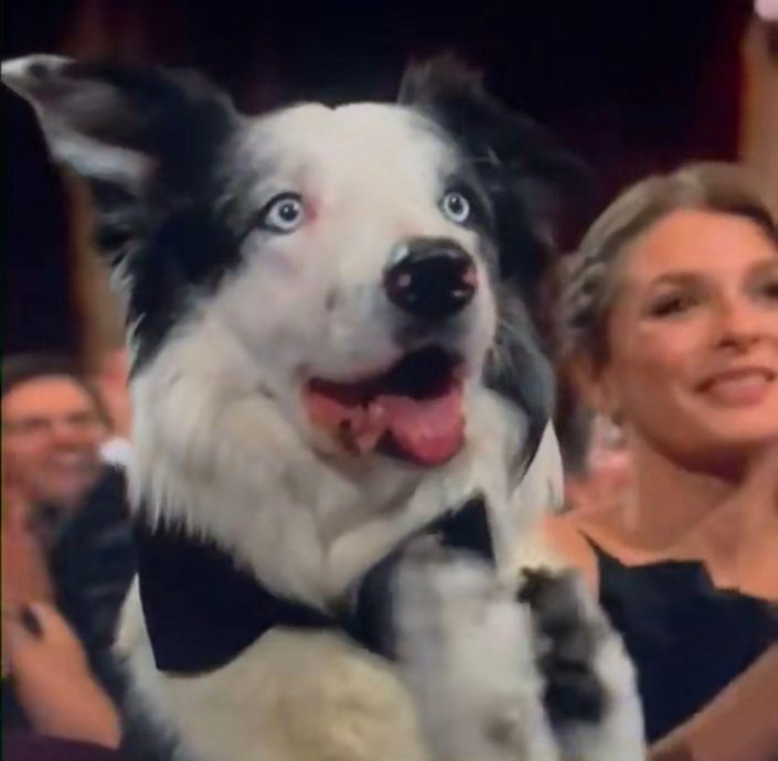 第96届奥斯卡｜狗演员坐VIP席获大特写 惊现“鼓掌”画面