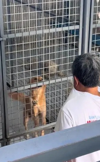 视频 | 收容所主人将小狗送人领养 泣不成声向母狗道歉