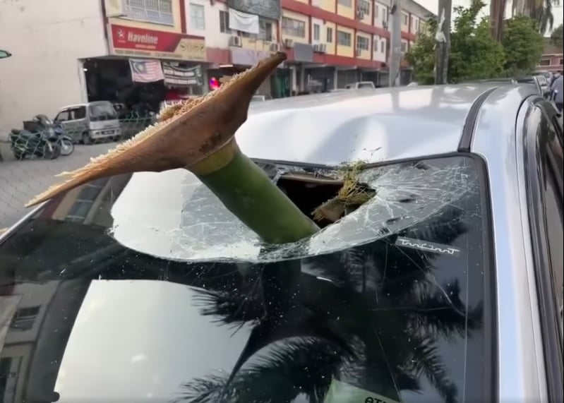 视频|“绝命终结站”剧情！槟榔树叶梗刺穿车大镜！