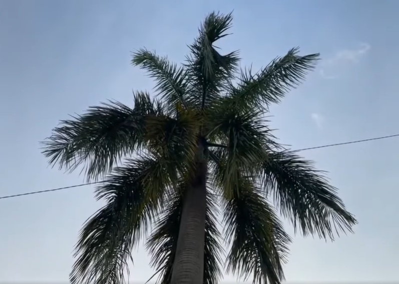 视频|“绝命终结站”剧情！槟榔树叶梗刺穿车大镜！