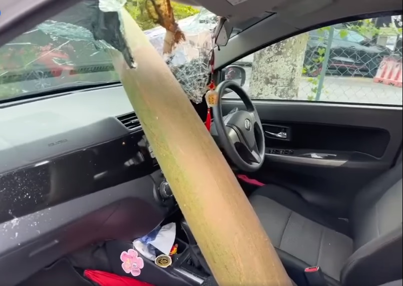 视频|“绝命终结站”剧情！槟榔树叶梗刺穿车大镜！