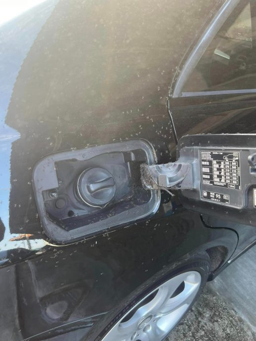 车停树下惨变蚂蚁窝 女子崩溃求助: “怎么办?”