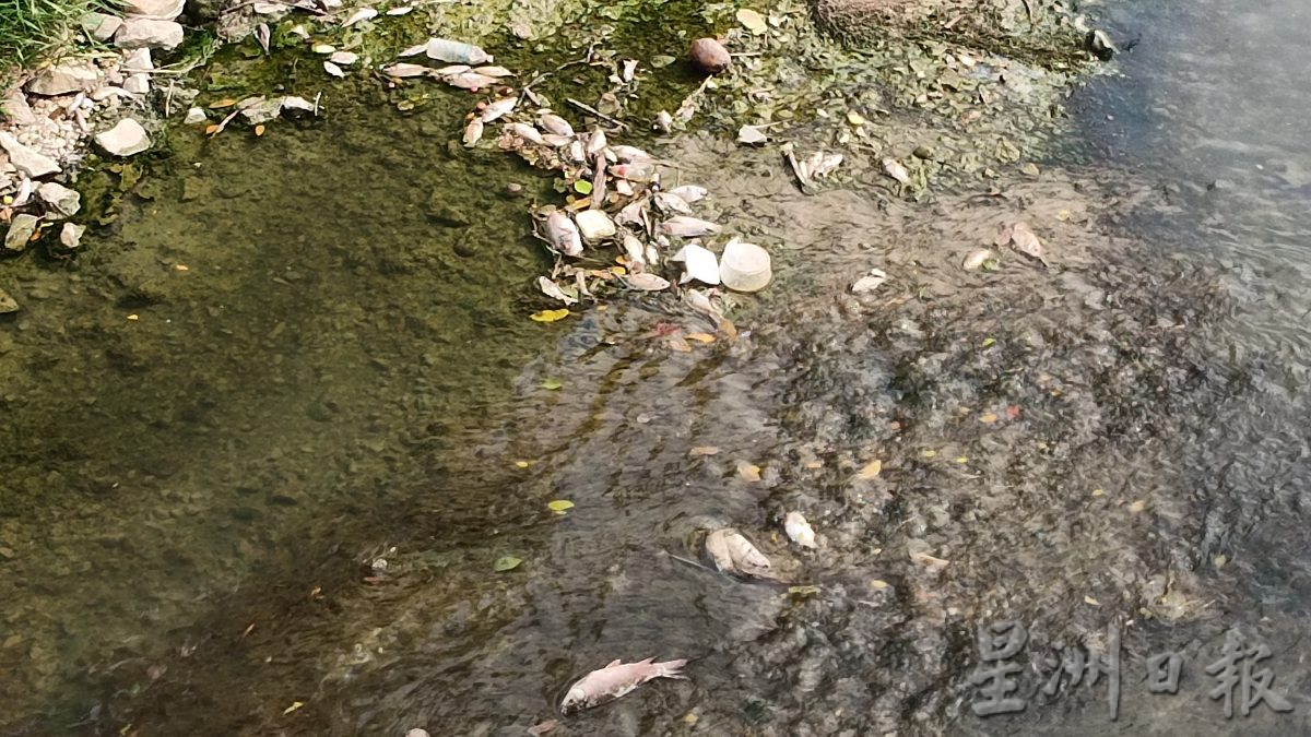 郑国霖:近打河出现集体死鱼 分析河水样本找导因