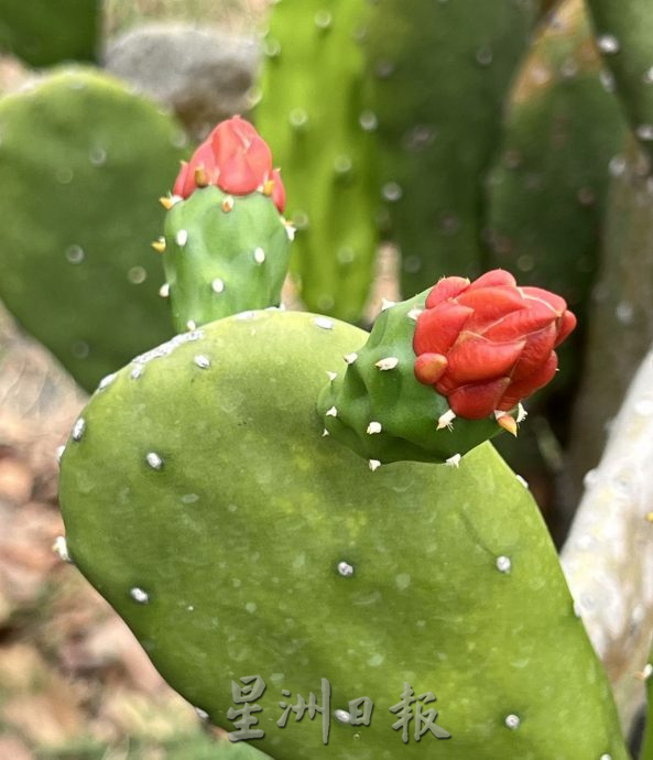 （古城封底主文）【带你去找爱】：仙人掌坚韧的爱