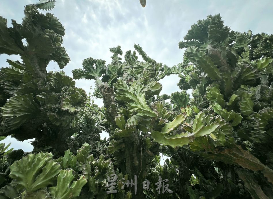 （古城封底主文）【带你去找爱】：仙人掌坚韧的爱