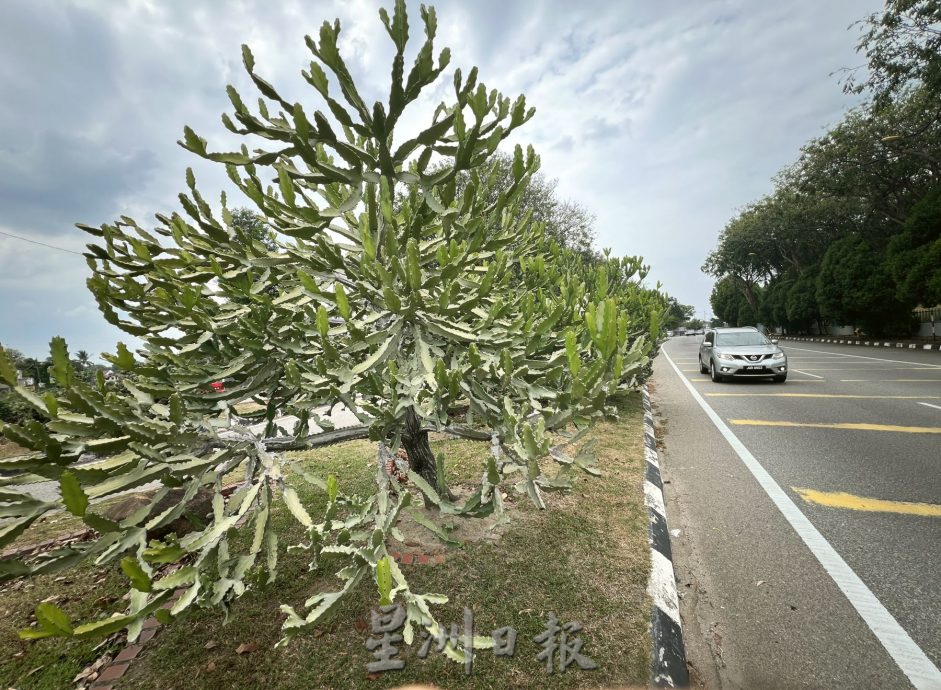 （古城封底主文）【带你去找爱】：仙人掌坚韧的爱