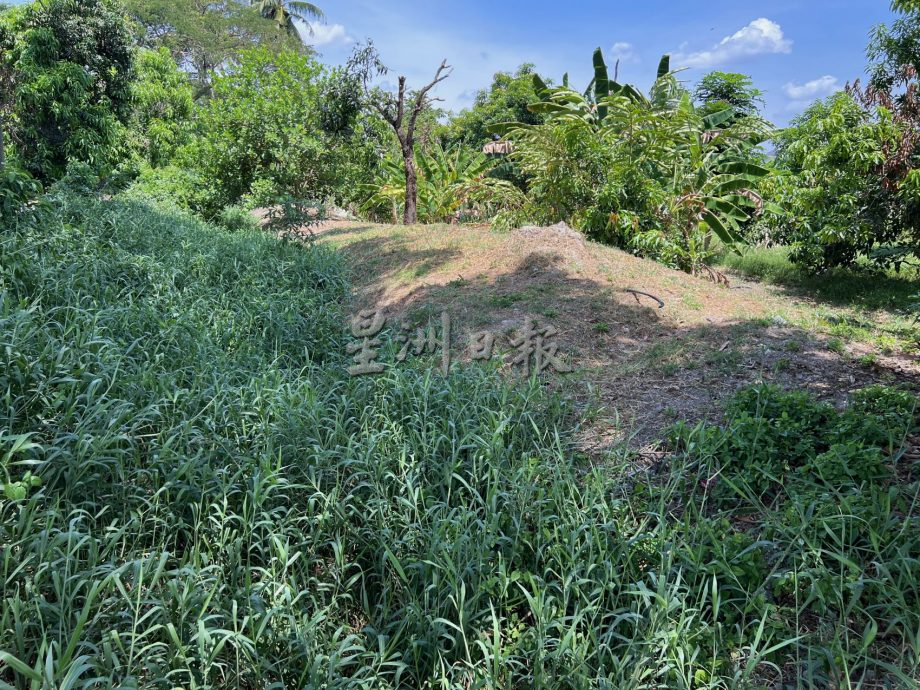 （古城封底主文）水位低植物大量覆盖河面·“绿油油”阻碍排水