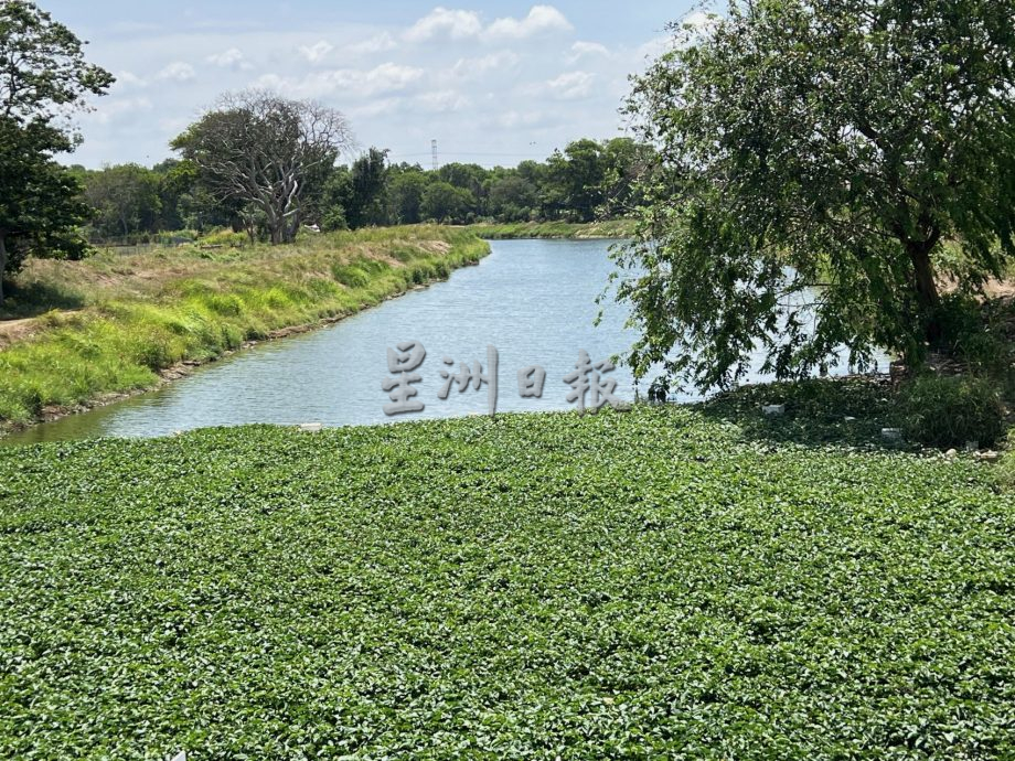 （古城封底主文）水位低植物大量覆盖河面·“绿油油”阻碍排水