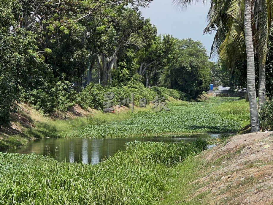 （古城封底主文）水位低植物大量覆盖河面·“绿油油”阻碍排水