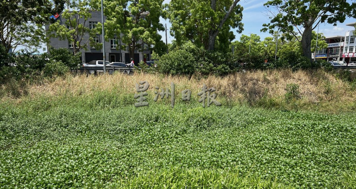 （古城封底主文）水位低植物大量覆盖河面·“绿油油”阻碍排水