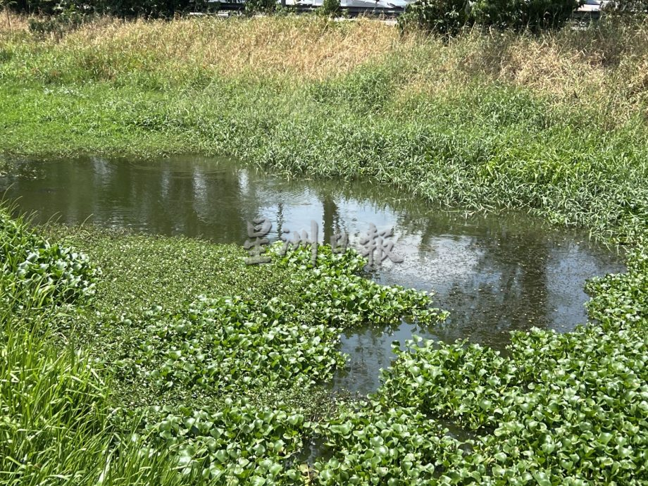 (古城封底主文)水位低植物大量覆盖河面·“绿油油”阻碍排水