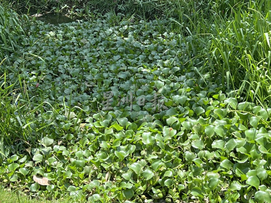（古城封底主文）水位低植物大量覆盖河面·“绿油油”阻碍排水