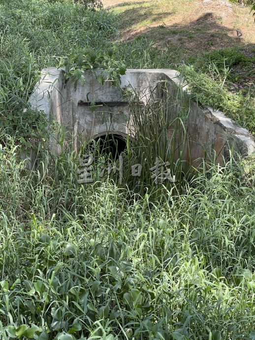 （古城封底主文）水位低植物大量覆盖河面·“绿油油”阻碍排水