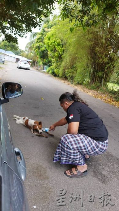 （古城封面主文）甲州拟物色流浪动物庇护所 达双赢局面