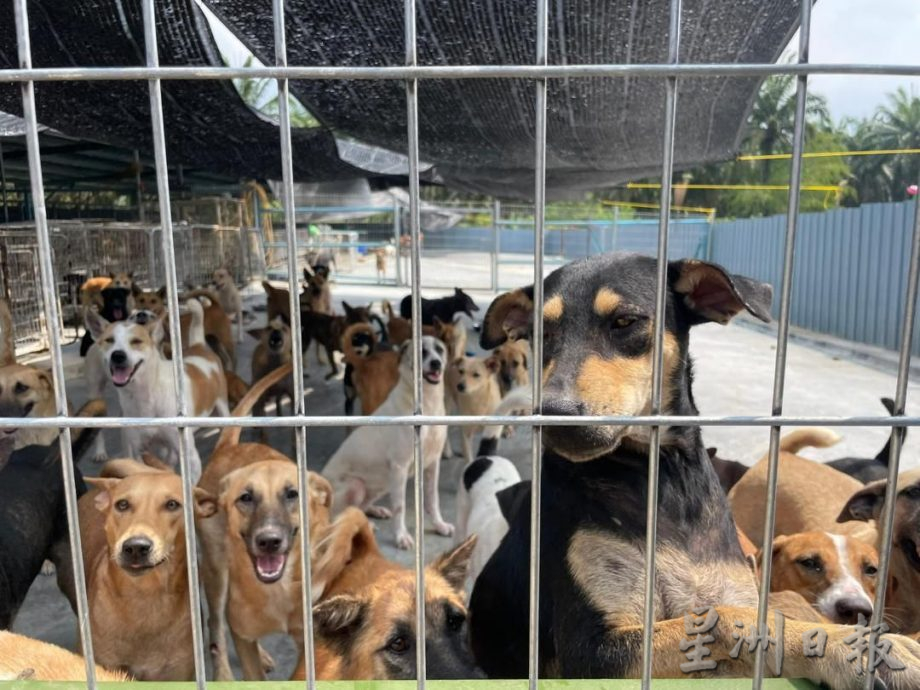 （古城封面主文）甲州拟物色流浪动物庇护所 达双赢局面