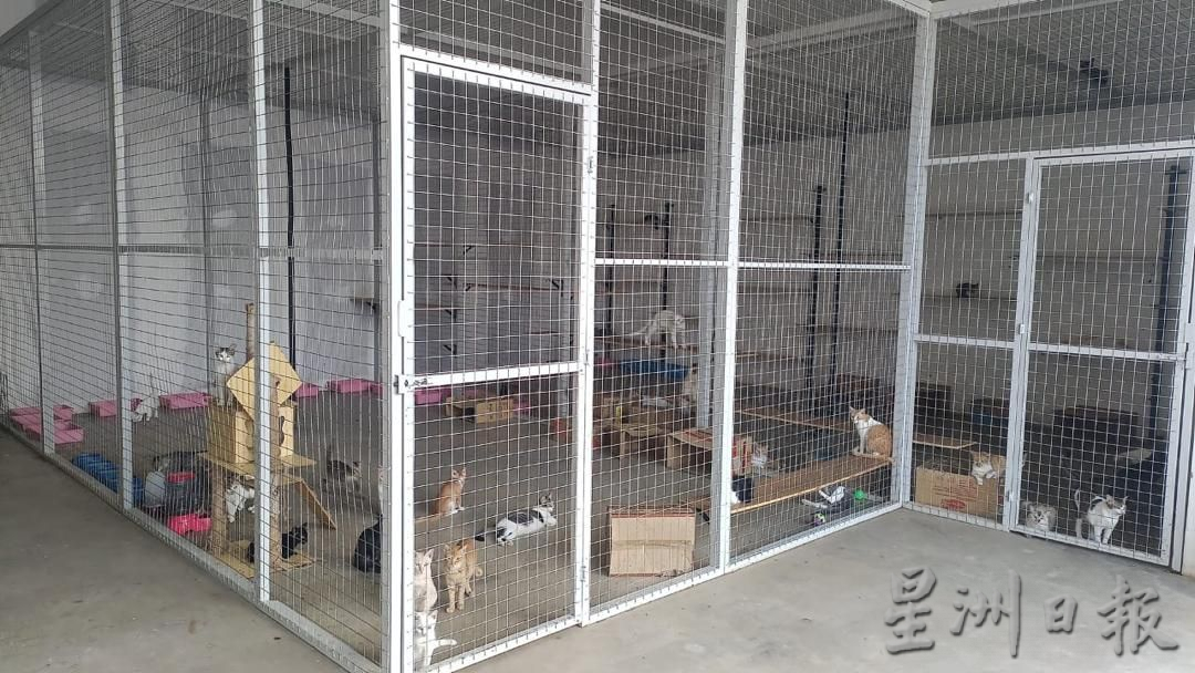 （古城封面主文）甲州拟物色流浪动物庇护所 达双赢局面
