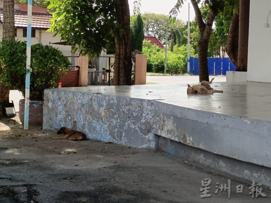 （古城封面主文）甲州拟物色流浪动物庇护所 达双赢局面