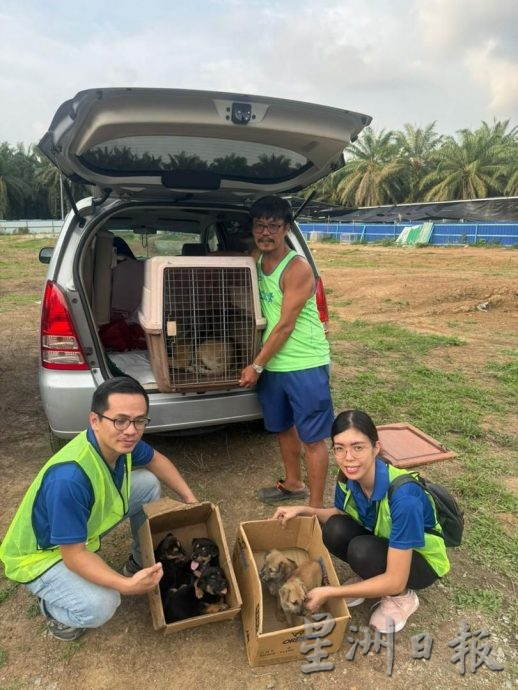 （古城封面主文）甲州拟物色流浪动物庇护所 达双赢局面