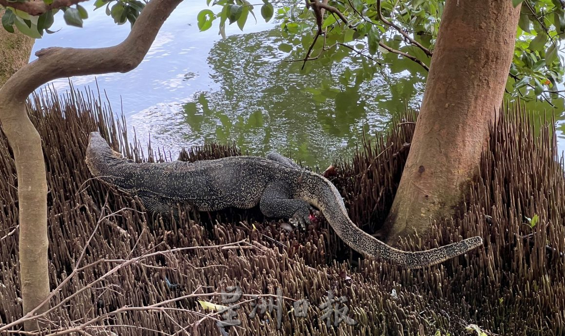 (古城第二版主文)人造公园无四脚蛇·天然公园处处四脚蛇