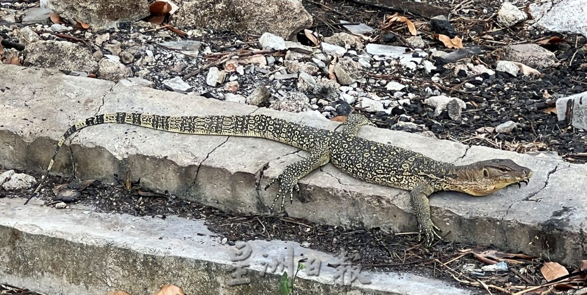 (古城第二版主文)人造公园无四脚蛇·天然公园处处四脚蛇