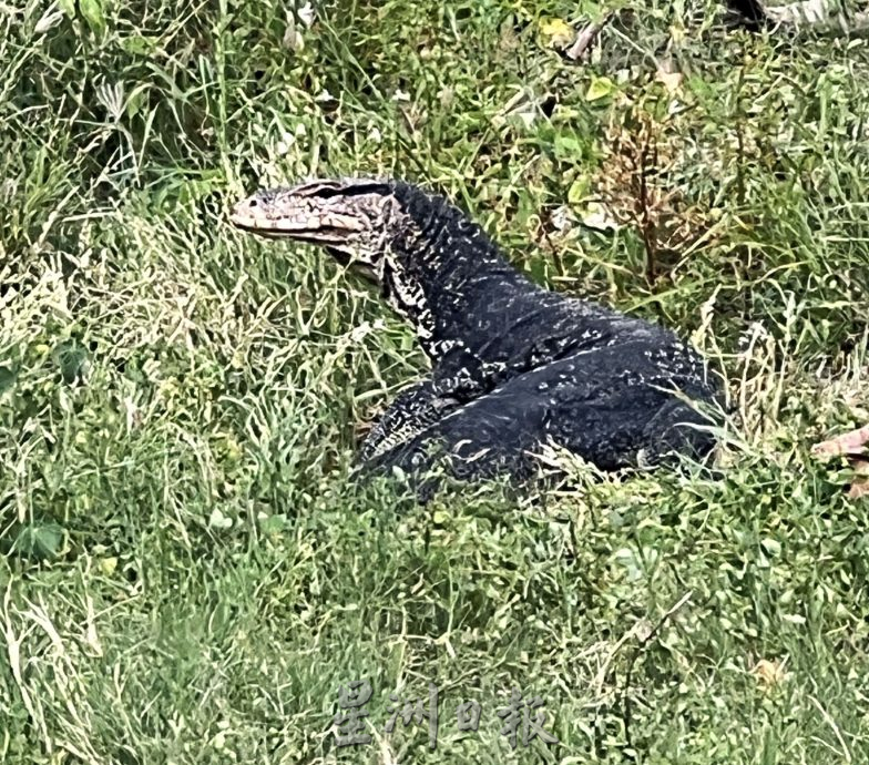 (古城第二版主文)人造公园无四脚蛇·天然公园处处四脚蛇