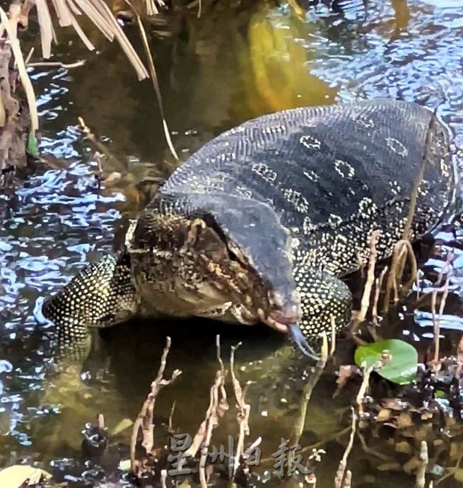 (古城第二版主文)人造公园无四脚蛇·天然公园处处四脚蛇