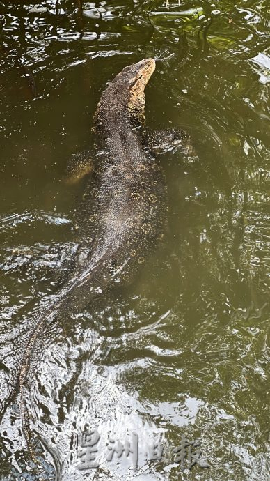 (古城第二版主文)人造公园无四脚蛇·天然公园处处四脚蛇