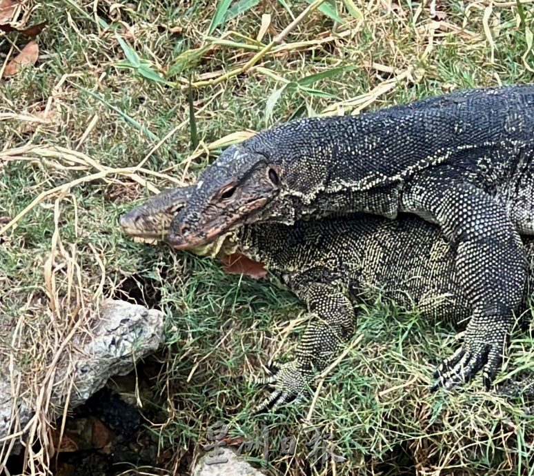 (古城第二版主文)人造公园无四脚蛇·天然公园处处四脚蛇