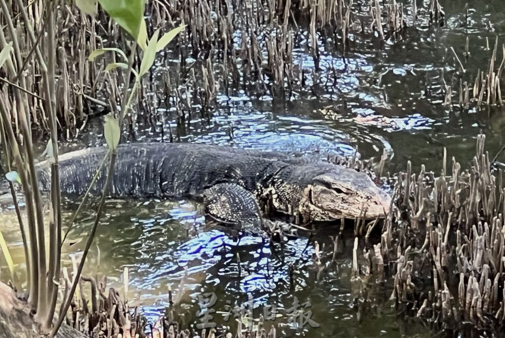 (古城第二版主文)人造公园无四脚蛇·天然公园处处四脚蛇