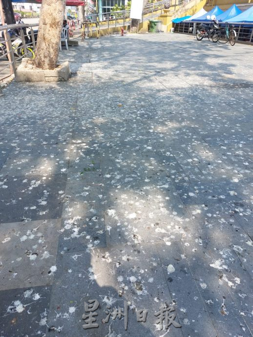 (古城第五版主文)满满的鸟粪落在英雄广场路边停车格及走廊