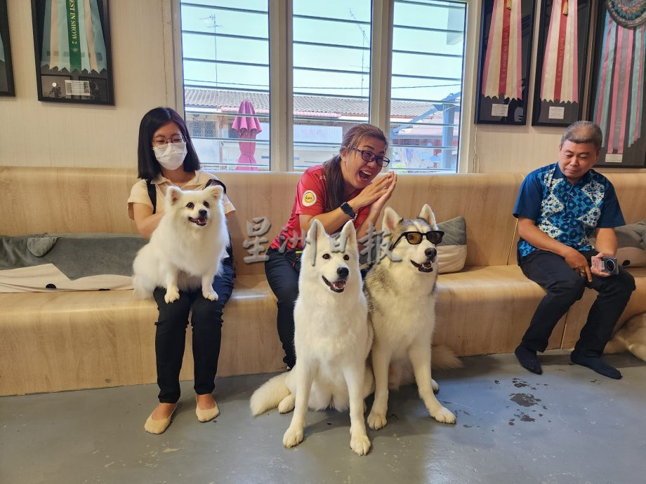 （古城第五版主文）获奖无数的哈士奇RASTI，将于4月参与“2024年克罗地亚世界犬赛”