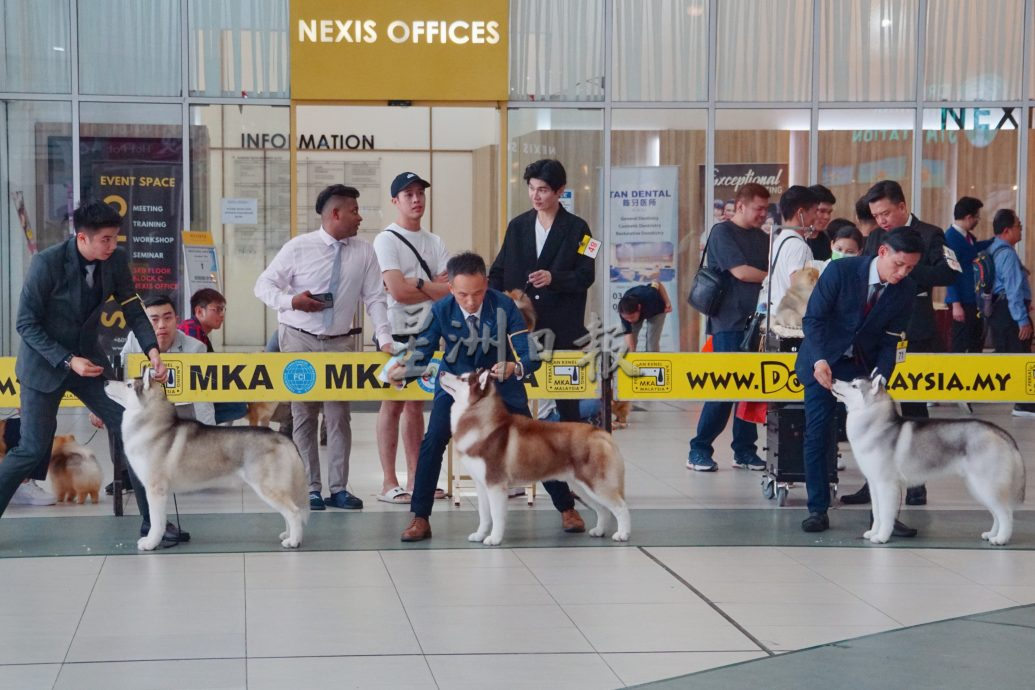 （古城第五版主文）获奖无数的哈士奇RASTI，将于4月参与“2024年克罗地亚世界犬赛”