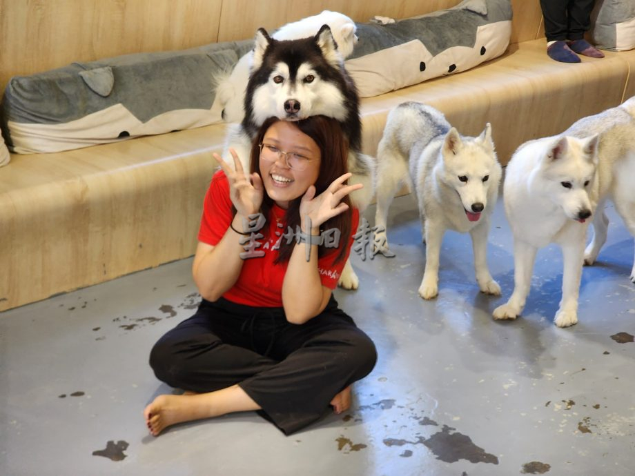 （古城第五版主文）获奖无数的哈士奇RASTI，将于4月参与“2024年克罗地亚世界犬赛”