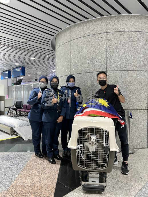 （古城第五版主文）获奖无数的哈士奇RASTI，将于4月参与“2024年克罗地亚世界犬赛”