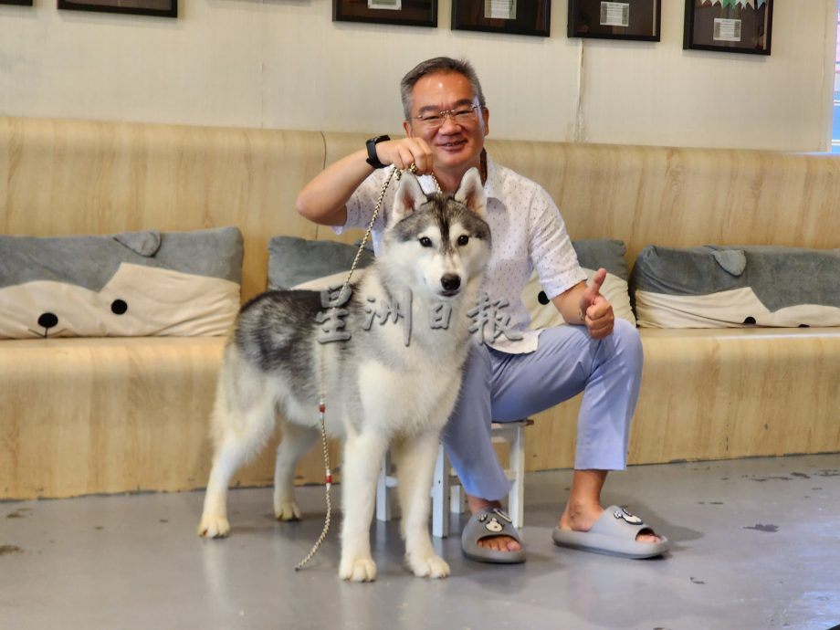 （古城第五版主文）获奖无数的哈士奇RASTI，将于4月参与“2024年克罗地亚世界犬赛”