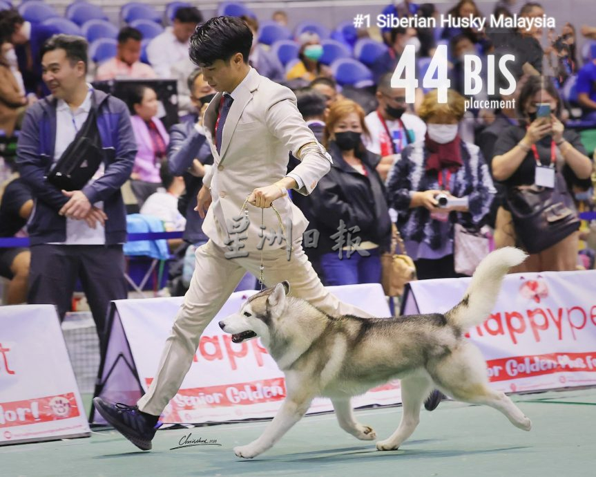 （古城第五版主文）获奖无数的哈士奇RASTI，将于4月参与“2024年克罗地亚世界犬赛”