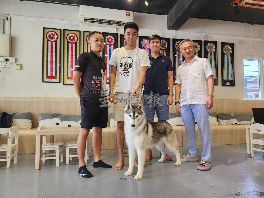 （古城第五版主文）获奖无数的哈士奇RASTI，将于4月参与“2024年克罗地亚世界犬赛”